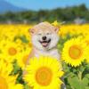 1208407